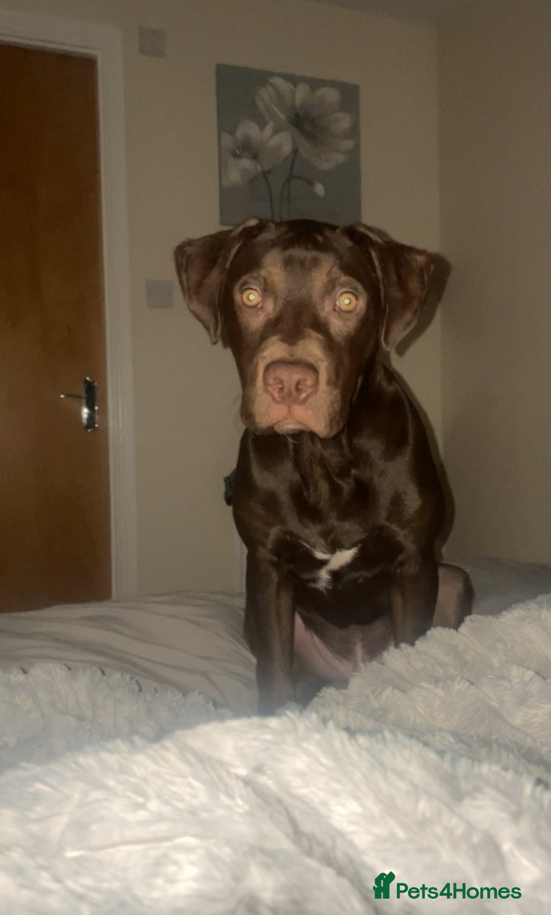 Mixed Breed dogs for sale: Marley is looking for his forever home  - Advert 1