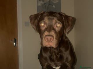 Mixed Breed dogs Marley is looking for his forever home - Advert 4