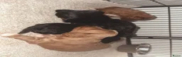 Cockapoo dogs for sale: Stunning cockapoos looking for forever homes - Advert 6