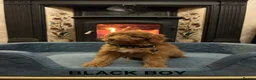 Cavapoochon dogs for sale: Outstanding Cavapoochons Available in Carmarthen - Advert 29