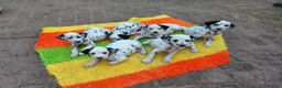Dalmatian dogs for sale: 1 boy , 2 girls left  - Advert 25