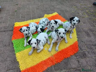 Dalmatian dogs Kc pups - Advert 3