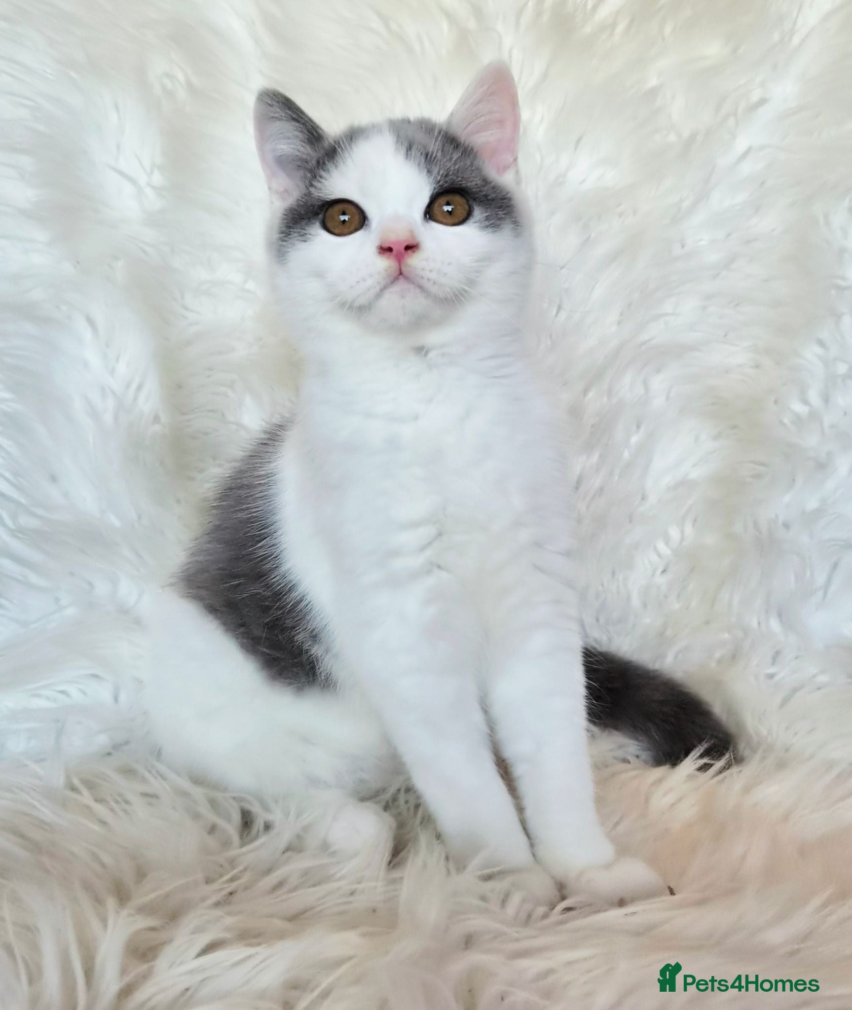 British Shorthair cats Gorgeous loving purr machines  - Advert 11