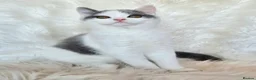 British Shorthair cats for sale: Gorgeous loving purr machines  - Advert 1