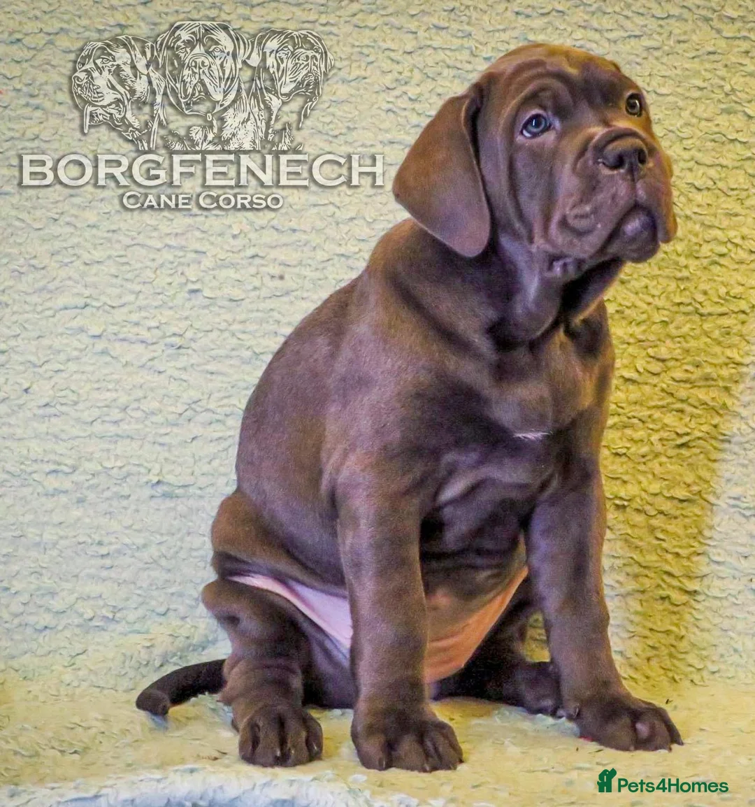 Cane Corso dogs for sale:  Health-Tested Cane Corso Puppies 🐾 - Advert 7