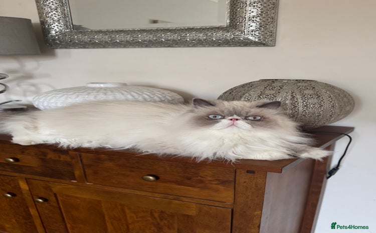 Persian cats - Advert 1