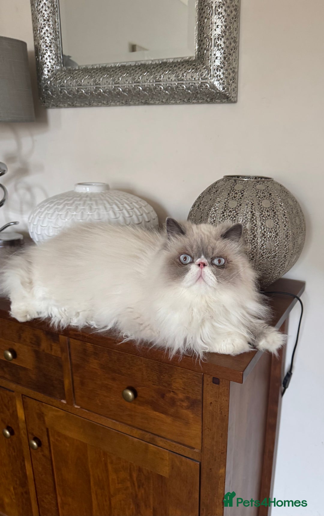 Persian cats for sale: Persian cat - Image 1