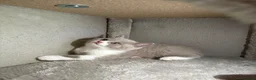 British Shorthair cats for sale:  🐾5 Beautiful British Shorthair Kittens🐱❤️ - Advert 5