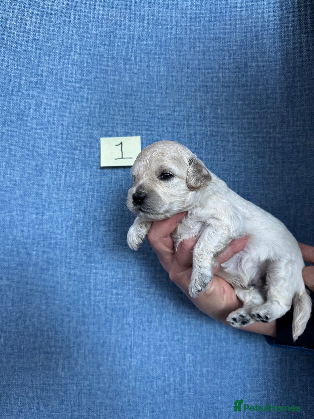 Cavachon dogs for sale: Cavapoochon puppies for sale - Advert 9