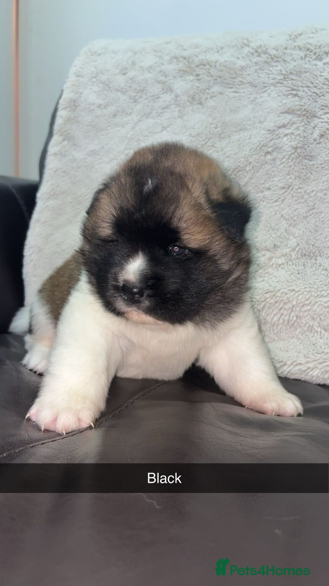 Mixed Breed dogs for sale: 3/4 American Akita x Husky  - Advert 9