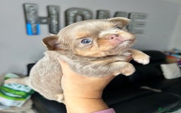 Chihuahua dogs for sale: KC LONG COAT CHIHUAHUA’S - Image 2