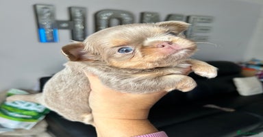 Chihuahua dogs - Advert 5