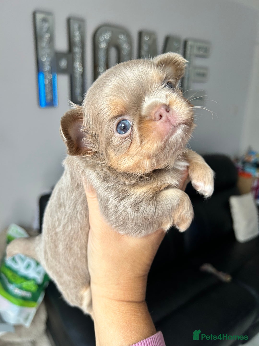 Chihuahua dogs for sale: KC LONG COAT CHIHUAHUA’S - Image 2