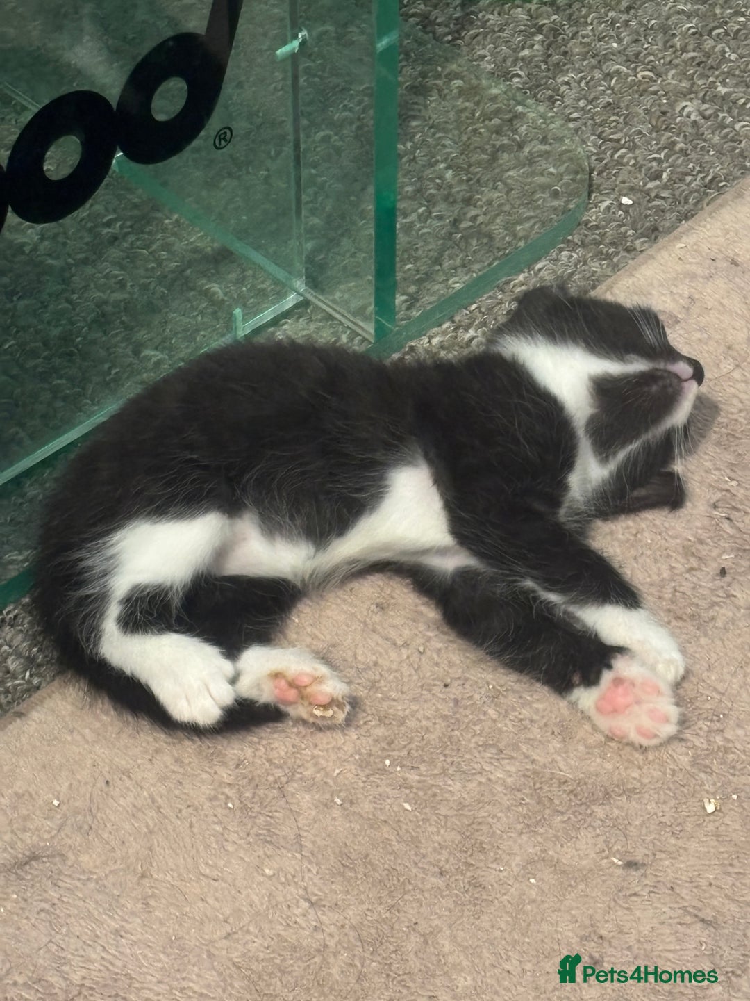 British Shorthair cats for sale: X4 male British shorthair X kittens - Image 22