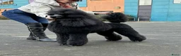 Standard Poodle dogs for sale: Show line standard poodles  - Advert 14