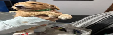 Cockapoo 6