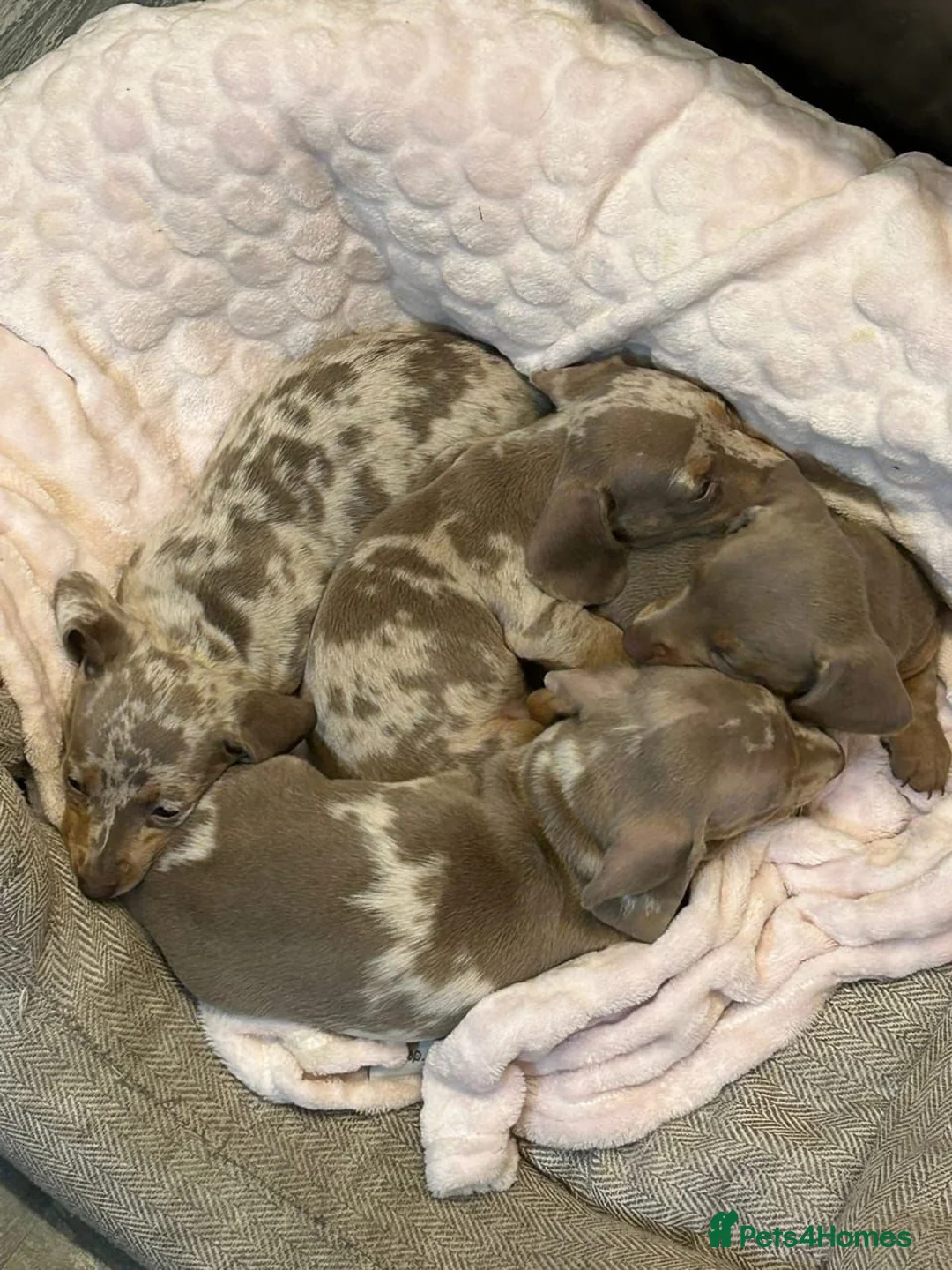 Miniature Dachshund dogs for sale: Beautiful Miniature Dachshund Puppies  in Cardiff - Advert 2