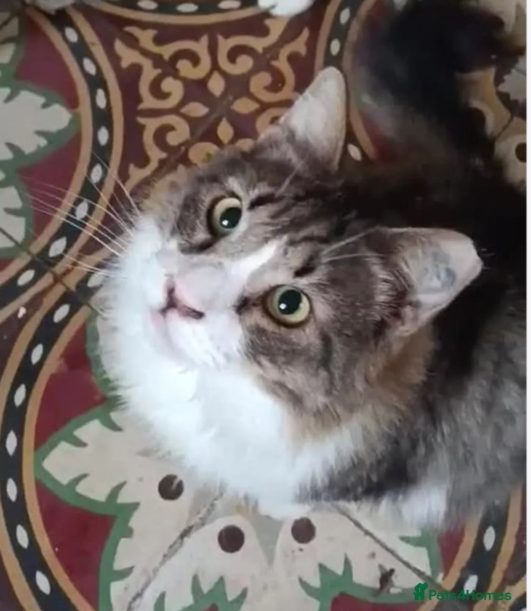 Mixed Breed cats for adoption: Blind, loving Philippe is looking for a home in London - Advert 2