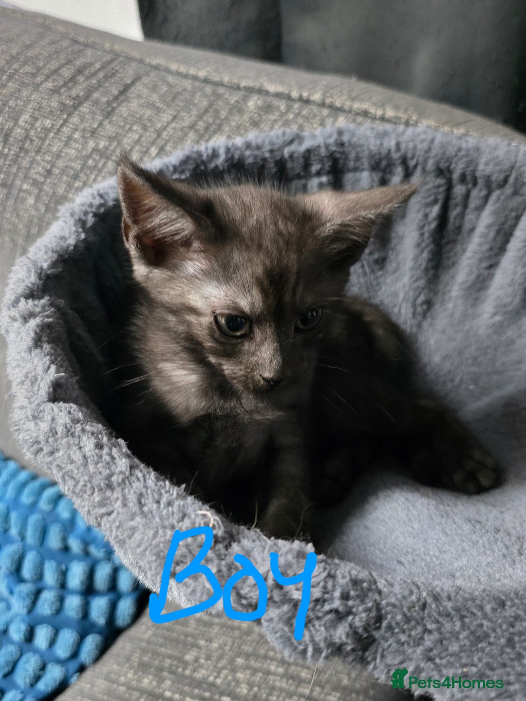 Mixed Breed cats for sale: Mixed breed kittens - Image 7