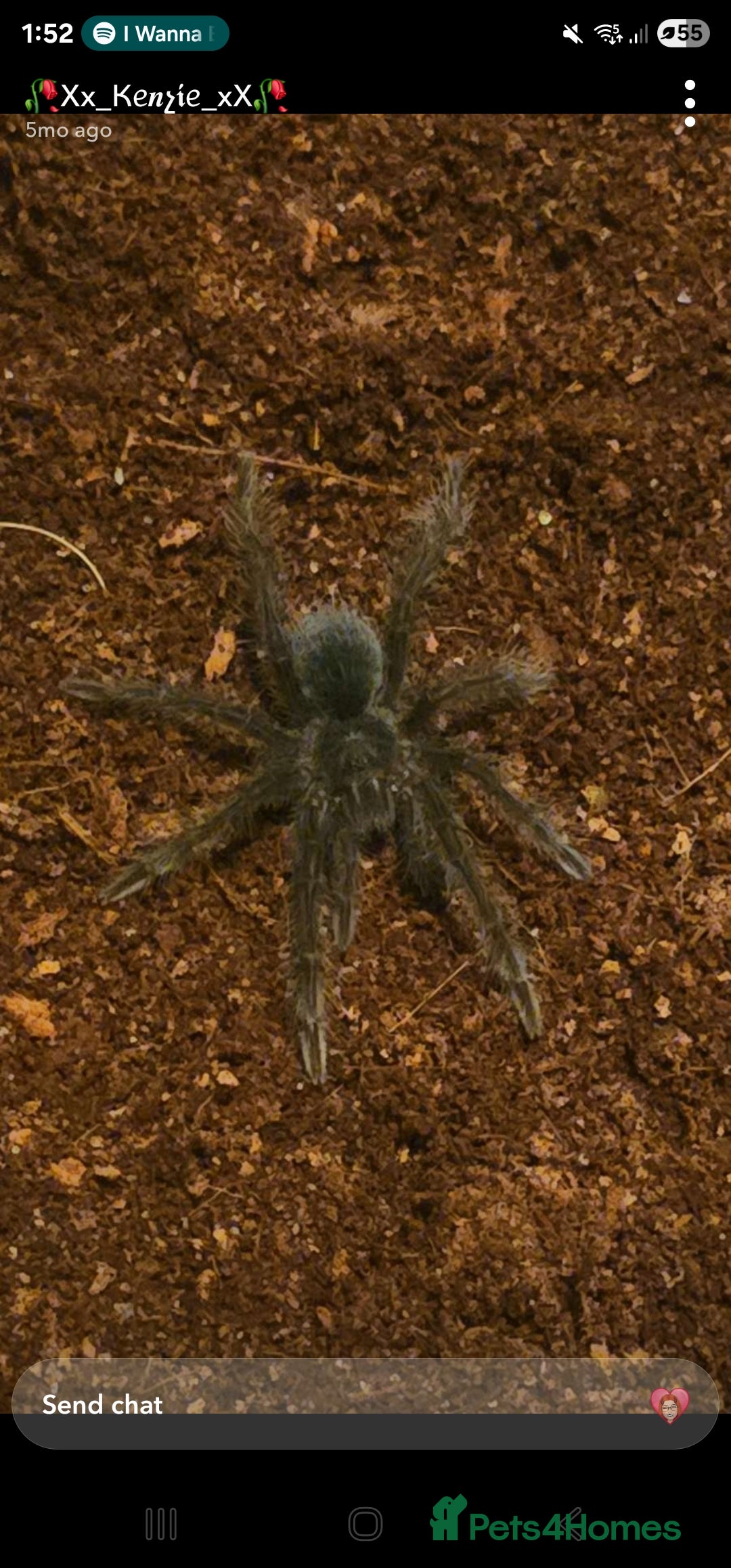 Mixed Breed invertebrates for sale: Tarantulas and centipedes for sale - Image 4