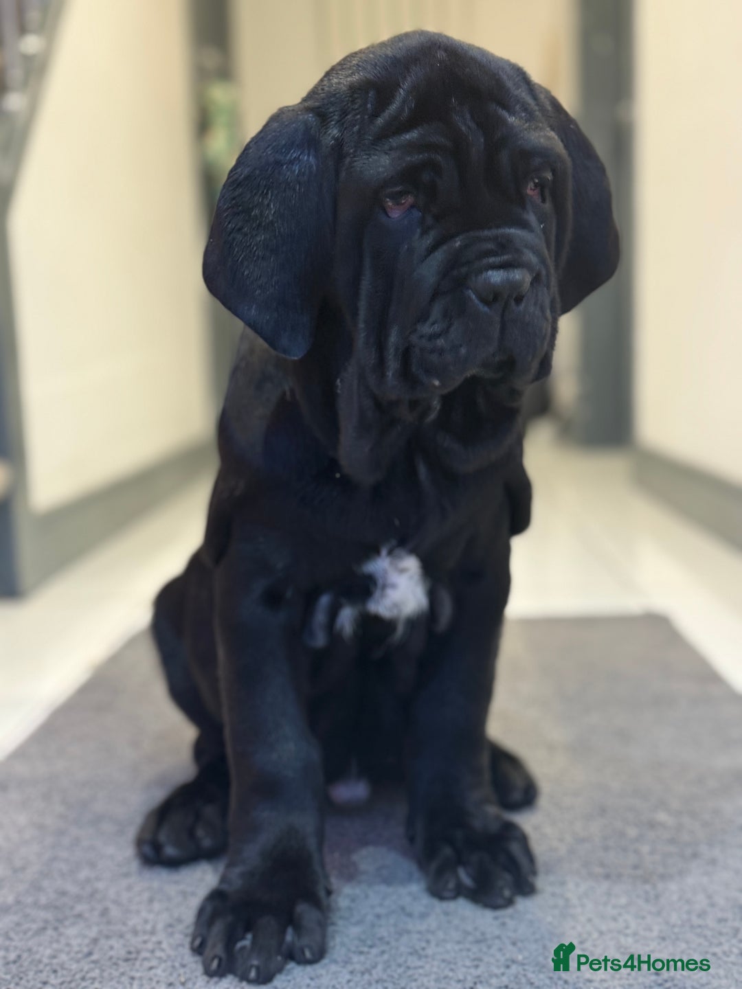 Neapolitan Mastiff dogs for sale:  3 black girl Neapolitan mastiff puppie Newcastle  - Advert 13