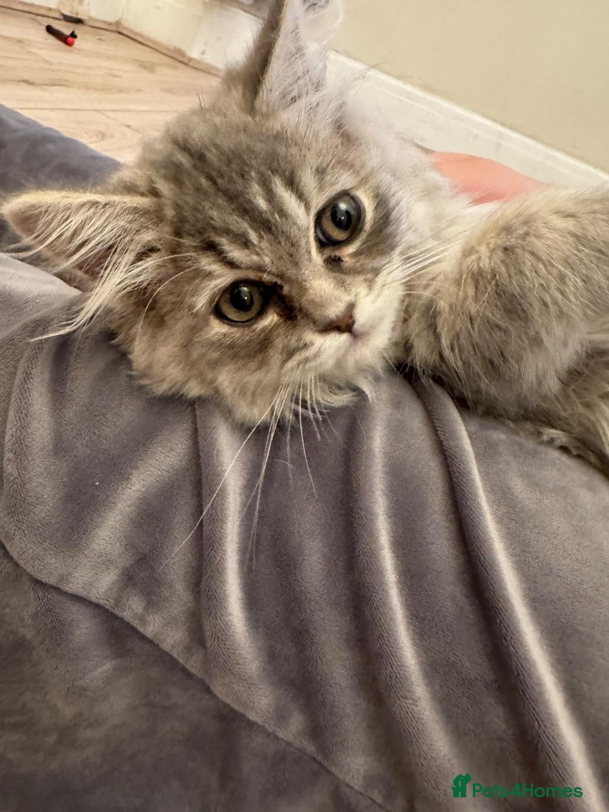 Maine Coon cats Beautiful Grey Maine Coon Kitten – 13 Weeks Old - Advert 1