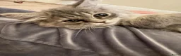 Maine Coon cats for sale: Beautiful Grey Maine Coon Kitten – 13 Weeks Old in Leigh - Advert 1