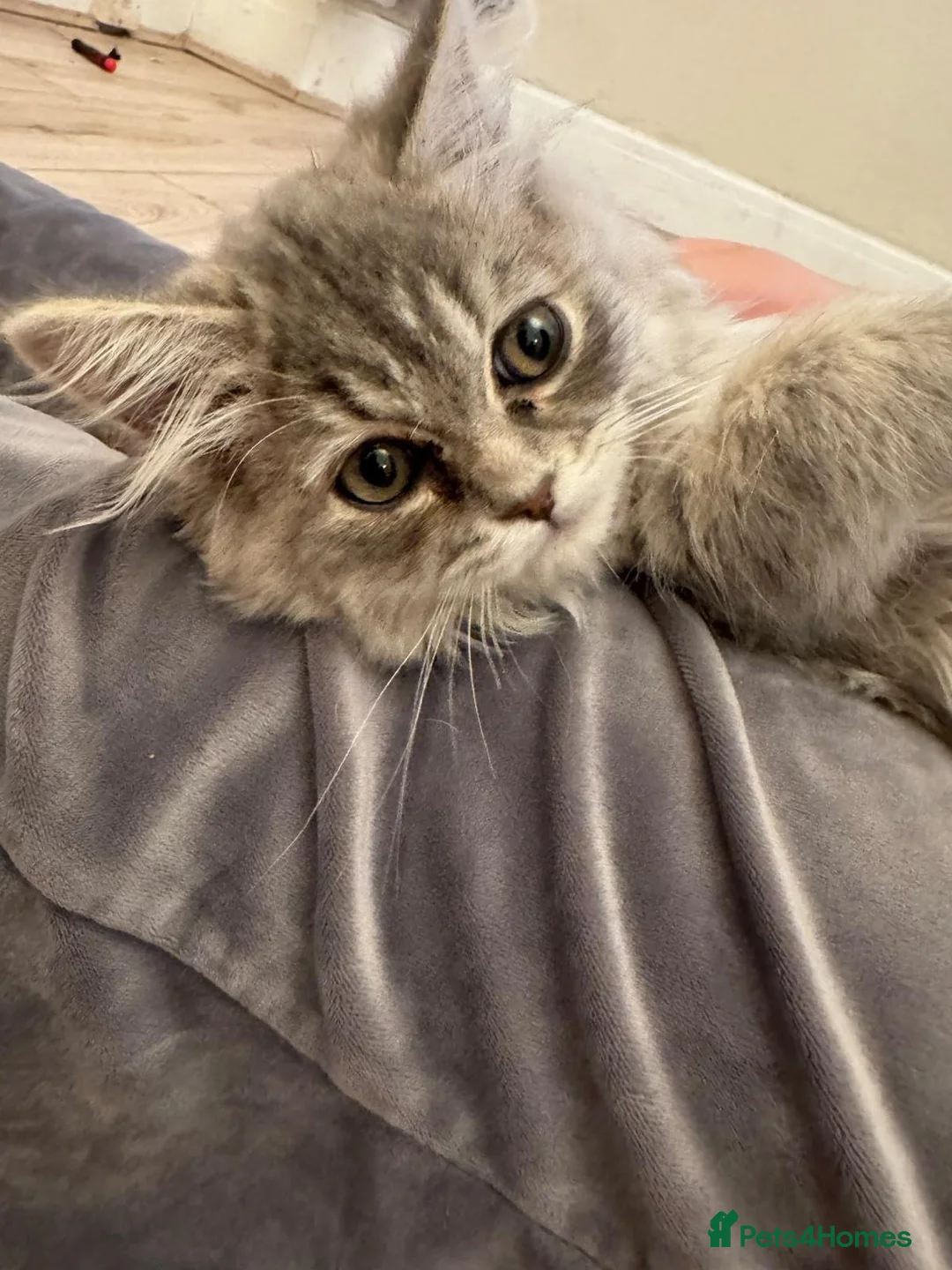 Maine Coon cats for sale: Beautiful Grey Maine Coon Kitten – 13 Weeks Old in Leigh - Advert 1