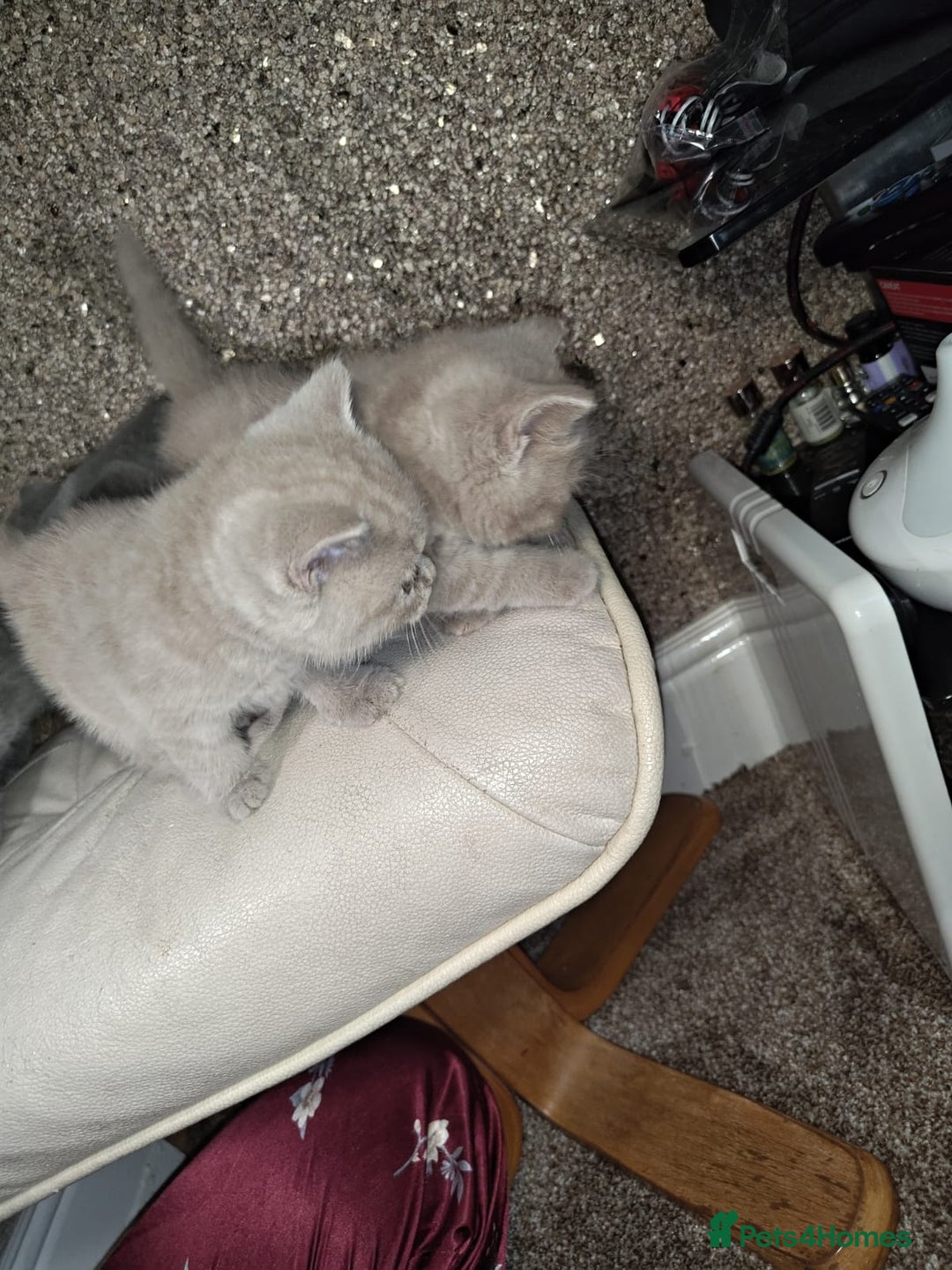 British Shorthair cats for sale: British Shorthair kitten  - Image 5