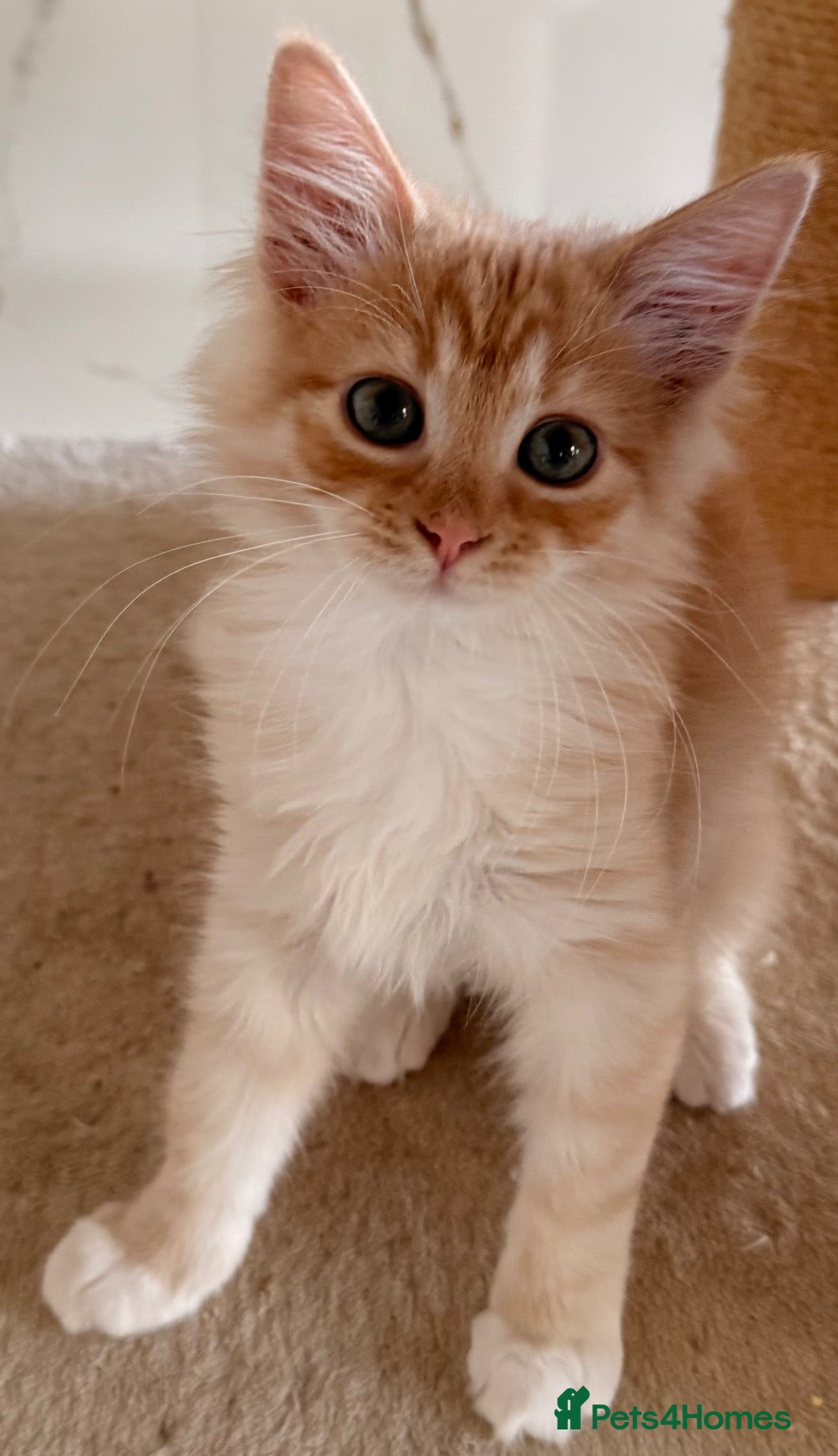 Siberian cats NEW LITTERS imported lines Siberian kittens - Advert 1