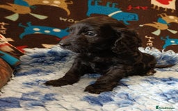 Cockapoo dogs for sale: F1 SHOW TYPE COCKAPOO BOY FROM 5* LICENCED BREEDER - Image 1