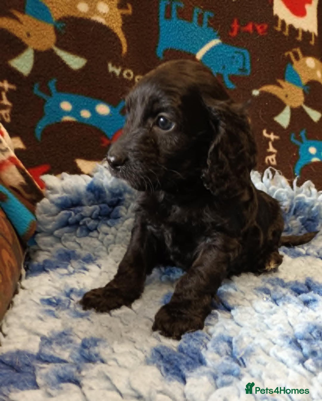 Cockapoo dogs for sale: F1 SHOW TYPE COCKAPOO BOY FROM 5* LICENCED BREEDER - Image 1