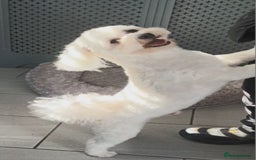 Maltese dogs for stud: Maltese Stud - Image 4