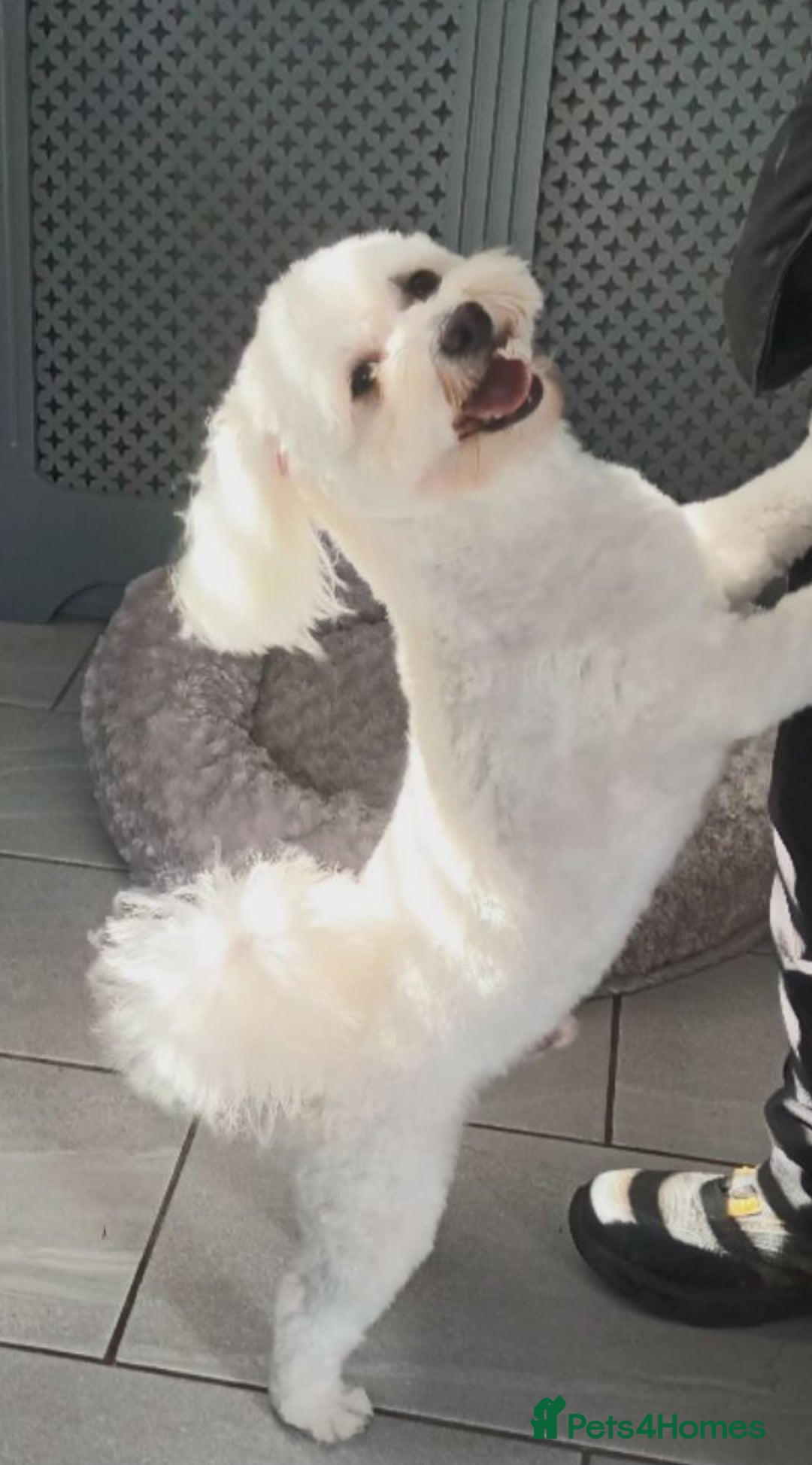 Maltese dogs for stud: Maltese Stud - Image 4