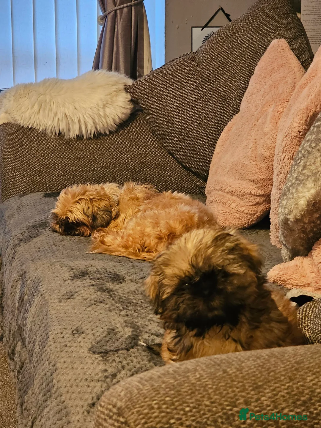 Shih Tzu dogs for sale: Male shih tzu - Advert 6