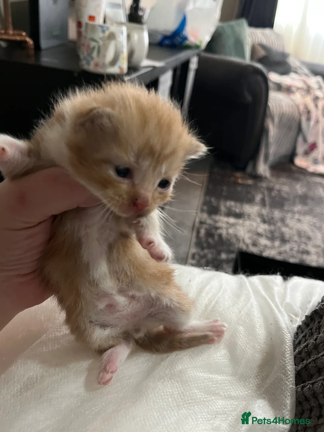 Mixed Breed cats for sale: Munchkin x kittens for adoption  - Advert 2