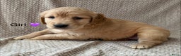 Golden Retriever dogs for sale: Fully health tested Goldie babies  - Advert 3
