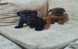 Cane Corso dogs for sale: Cane Corso pups  - Image 4