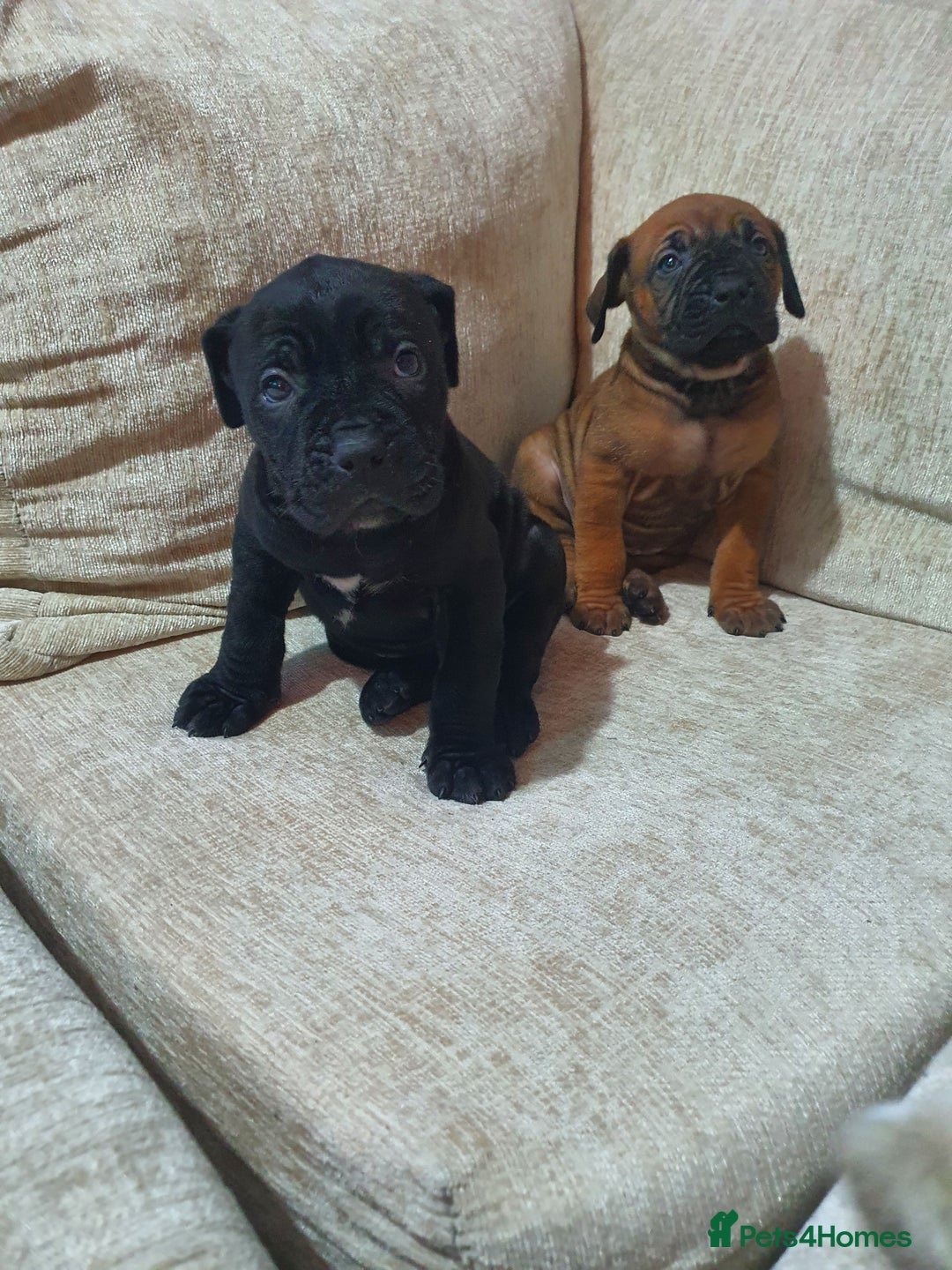 Cane Corso dogs for sale: Cane Corso pups  - Image 4