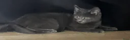 Mixed Breed cats for sale: Beautiful kittens for sale  - Advert 36