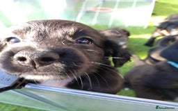 Mixed Breed dogs for sale: READY!! Sprocker jack pups + free bag in Hereford - Image 32