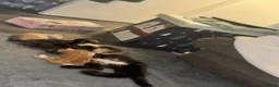 British Longhair cats for sale: Beautiful kittens  in Deeside - Advert 5