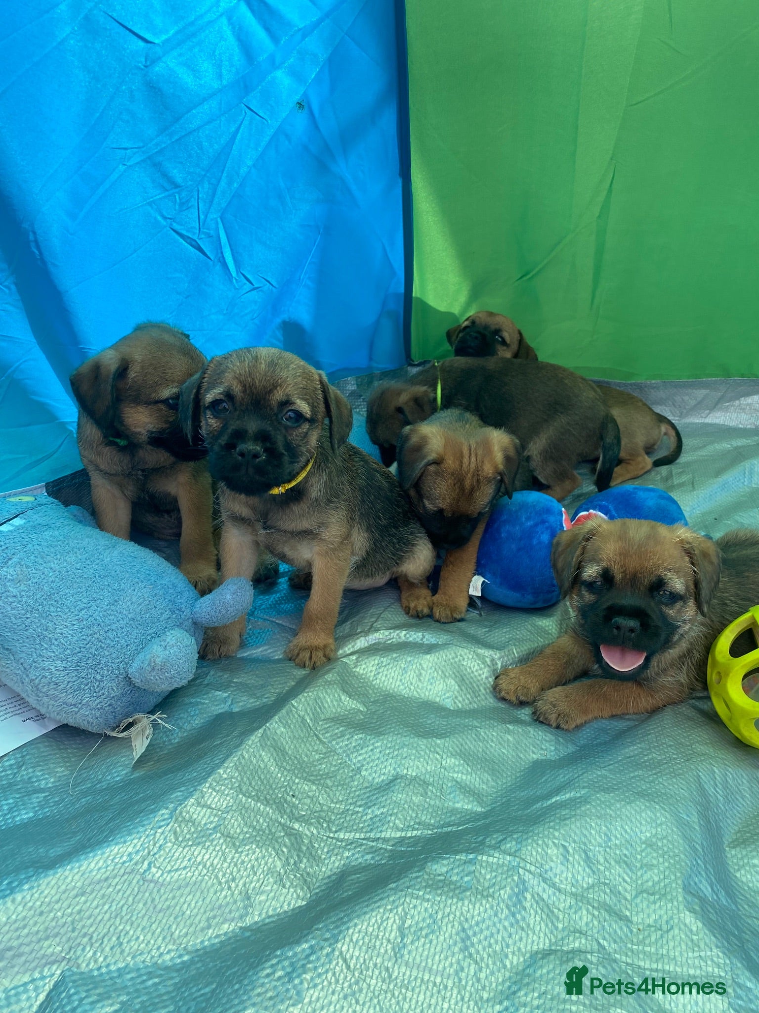 Border Terrier dogs ⭐️KC BORDER TERRIER PUPPIES, SLEM CLEAR - Advert 2