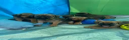 Border Terrier dogs for sale: ⭐️KC BORDER TERRIER PUPPIES, SLEM CLEAR - Advert 4