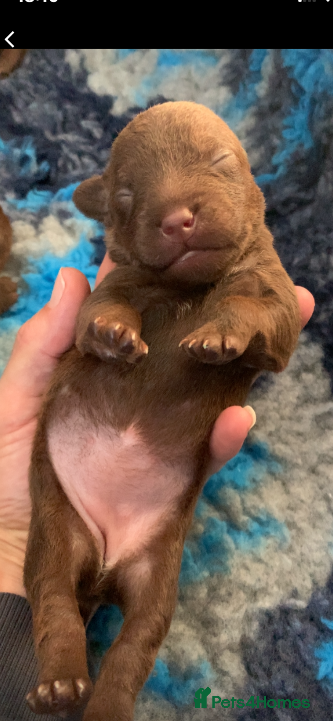 Patterdale Terrier dogs for sale: Beautiful chocolate patterdale terriers  - Image 5