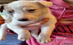 Mixed Breed dogs for sale: Puppies - Image 4