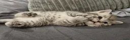 British Shorthair cats for sale: Stunning British Shorthair Kittens  - Advert 22