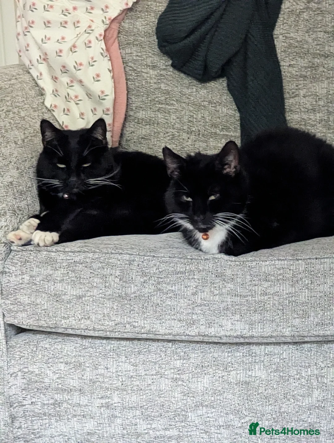 Domestic Shorthair cats for sale: Buddy & Ozzy - Two Cats Seeking Their Perfect home - Advert 1