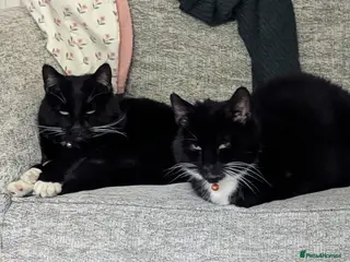 Domestic Shorthair cats Buddy & Ozzy - Two Cats Seeking Their Perfect home - Advert 1