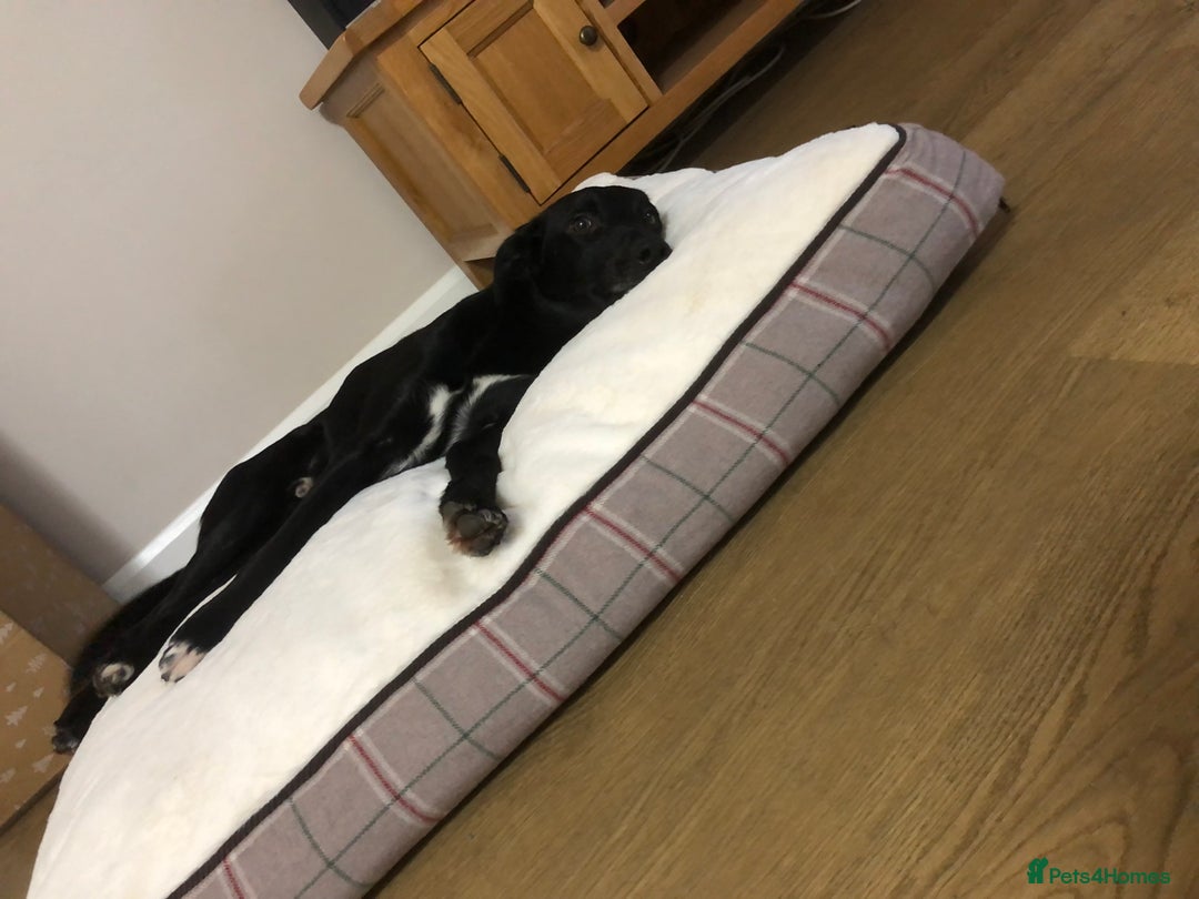 Mixed Breed dogs for sale: Collie X Kelpie  - Advert 3